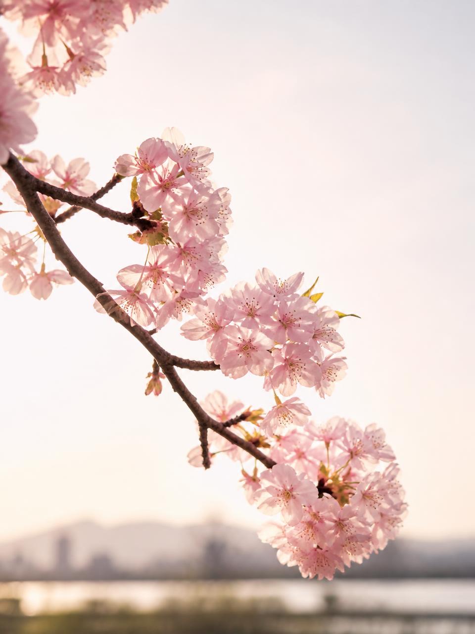 Cherry blossom branch opening in spring light